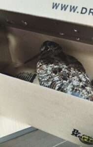 Rescued Woodcock