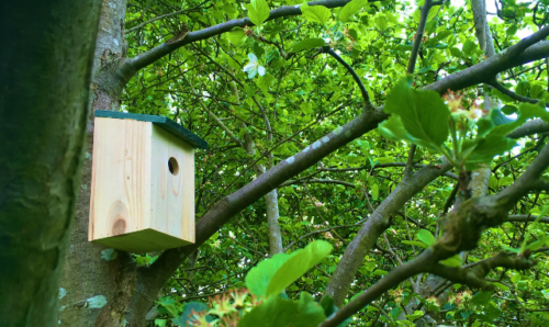 Bird Box in Platt Fields