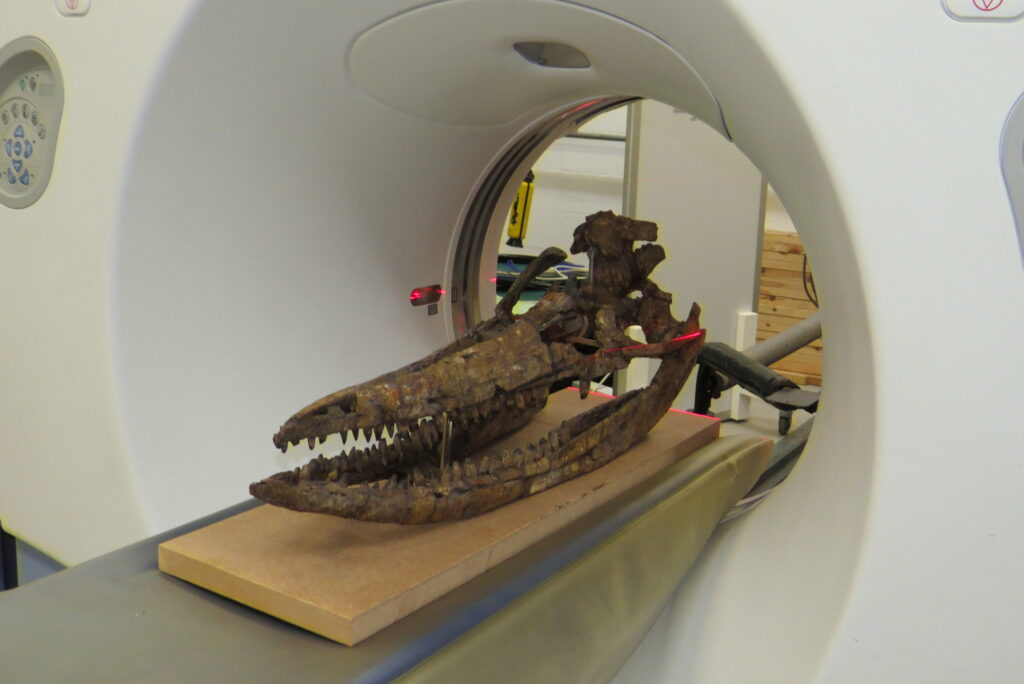 Ichthyosaur skull scan