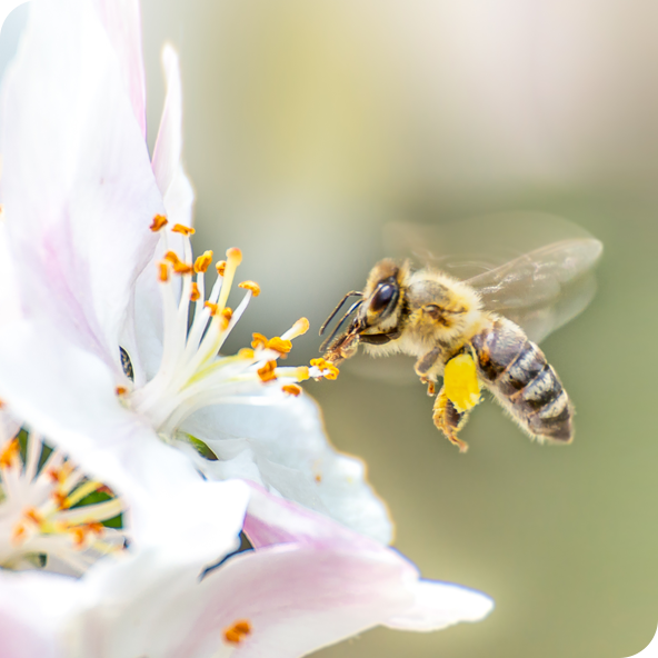 Flying honey bee collecting pollen from apple blossom
