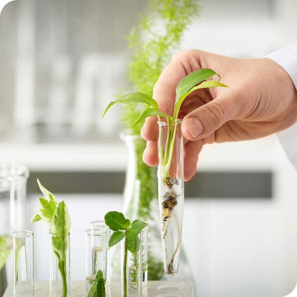 A collection of greenery in lab, hand holding test tube containing leaves